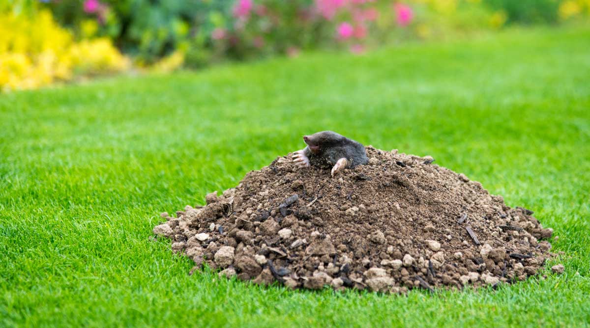 Mole Extermination Near You Trusted And Reliable Experts