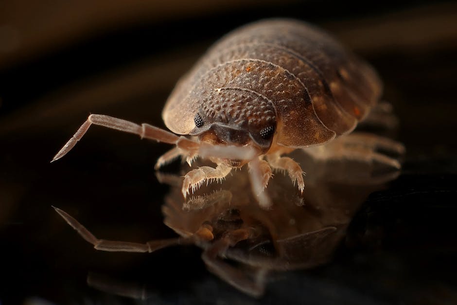 Signs Of Bed Bug Infestations