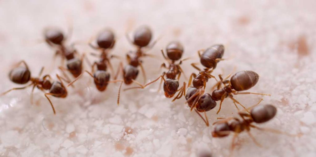 Thirsty Invaders: Understanding Ants that are Attracted to Water