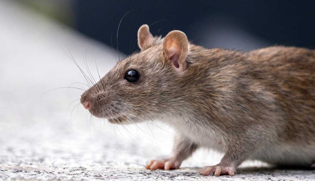 Identifying Signs Of Rodent Presence