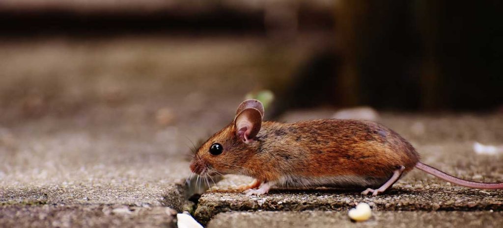 Impact of Rodents on Property
