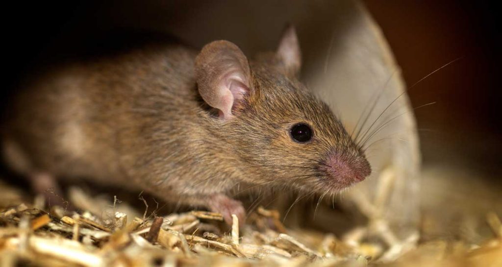 Managing A Pest-Free Home: Preventing Rodent Infestations