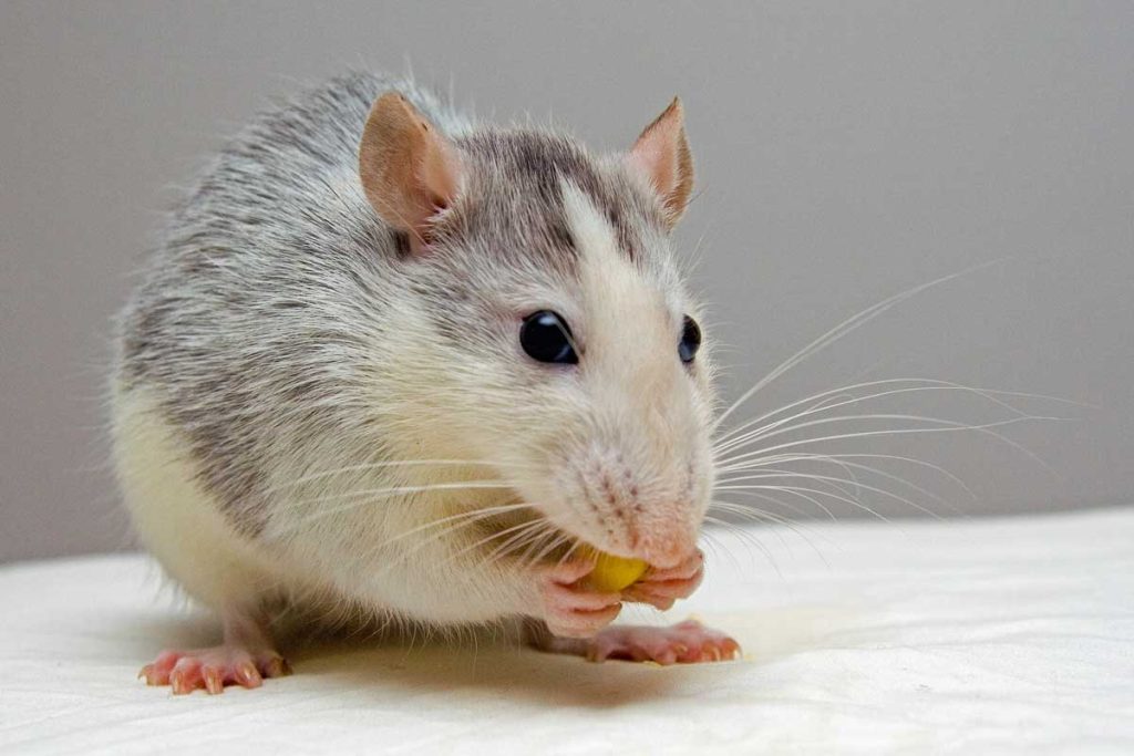 Types Of Rodents In Homes: What To Look Out For
