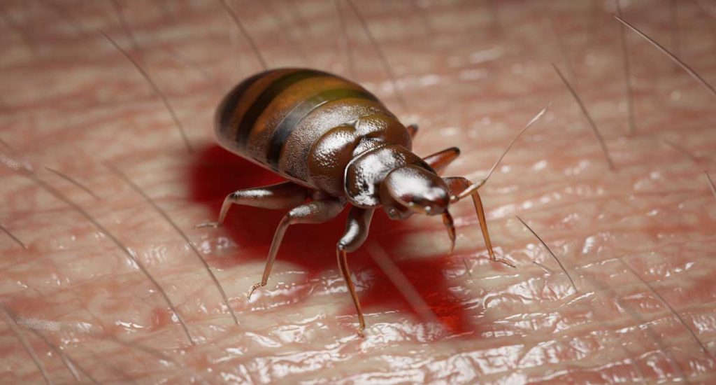 What Do Bed Bugs Look Like Close Up?