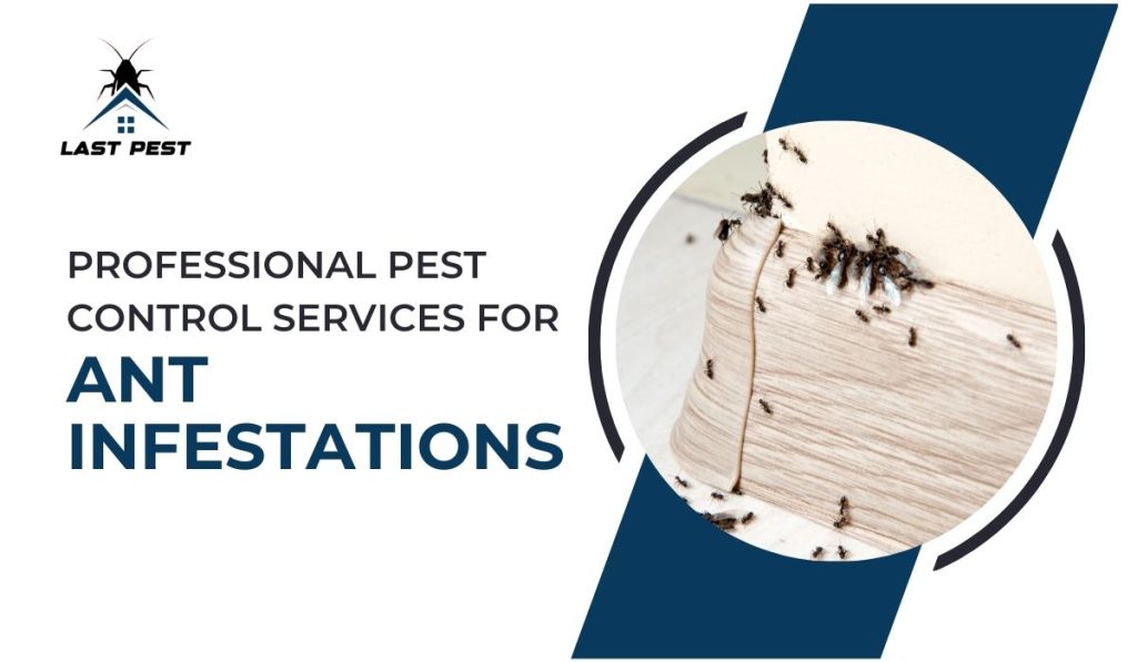 Professional Pest Control Services for Ant Infestations