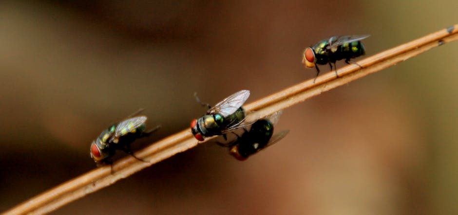 Beneficial Insects For Pest Management