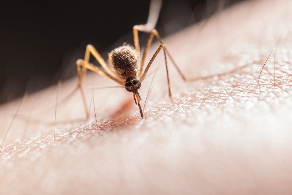 Choosing The Right Pest Control Service For Insect Infestation