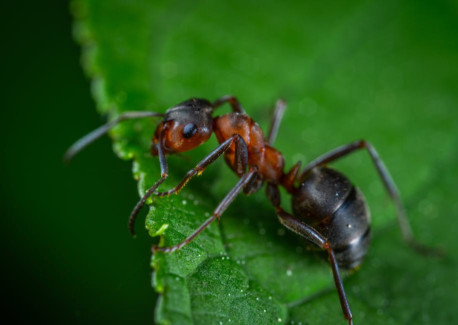 Evaluating The Efficacy Of Ant Infestation Solutions