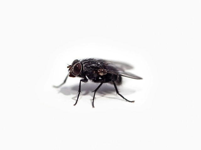 From Spring to Winter Strategies for Year-Round Pest Control