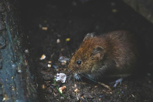 How to Integrate Eco-Friendly Solutions in Seasonal Pest Management