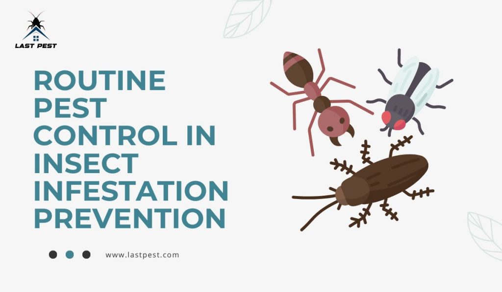 Importance of Routine Pest Control in Insect Infestation Prevention