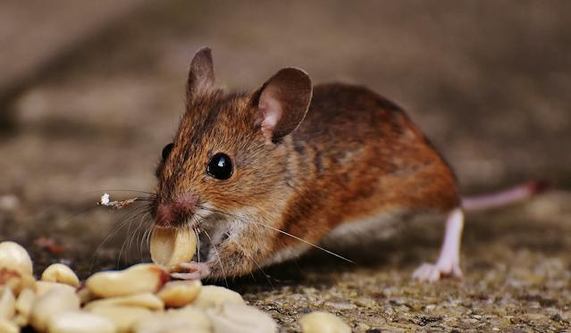 Seasonal Pest Lifecycle and Habits