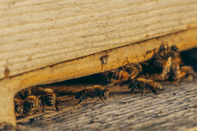 Understanding Seasonal Pest Patterns and Their Impact