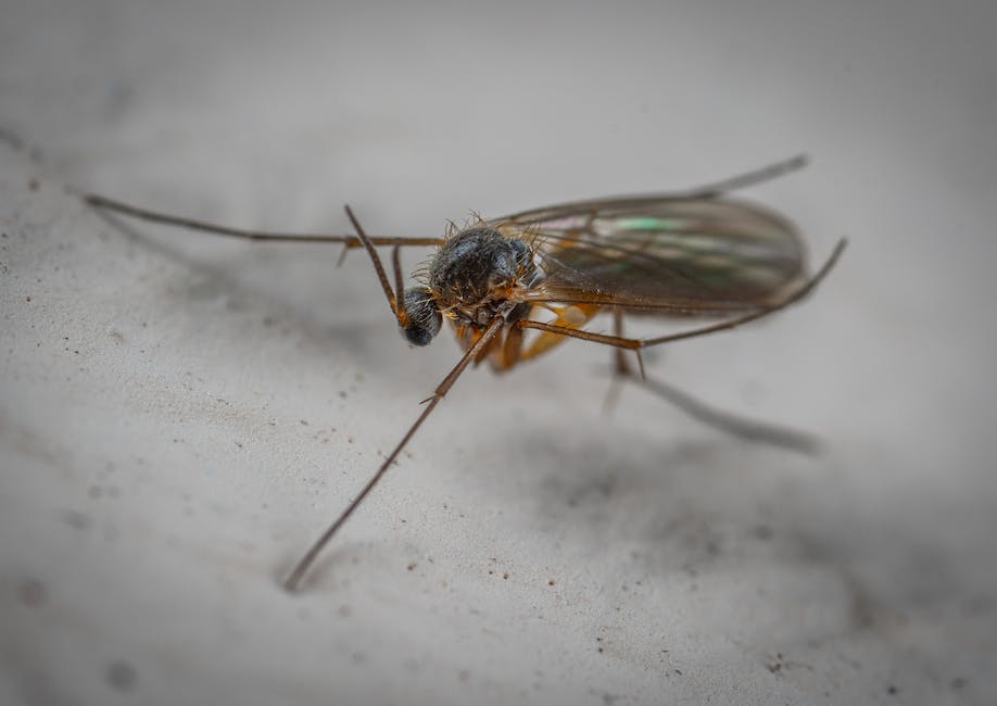 Understanding Types of Insect Infestations