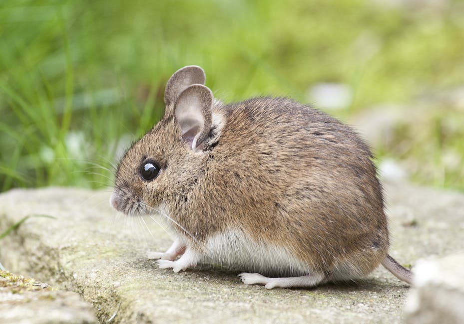 Preventive Measures for Wildlife Pest Infestation